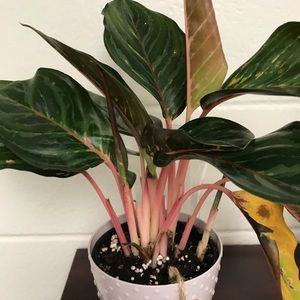 Meet your Posher, Cindy’s